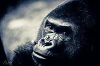 Nature/Wildlife